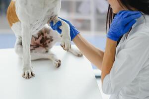 The veterinarian's hands check the paw of a dog. Close-up paws dog. photo