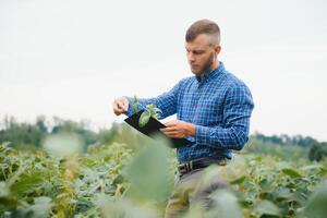 Agronomist inspecting soya bean crops growing in the farm field. Agriculture production concept. young agronomist examines soybean crop on field in summer. Farmer on soybean field photo