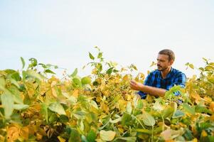 Farmer or agronomist examine soybean plant in field. photo