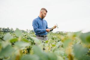 granjero o agrónomo examinando verde haba de soja planta en campo foto