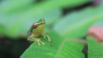 frog in its natural habitat video