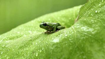 frog in its natural habitat video
