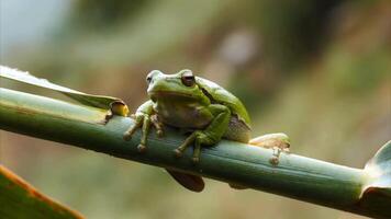 grenouille dans ses Naturel habitat video