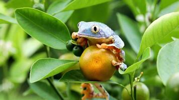 grenouille dans ses Naturel habitat video