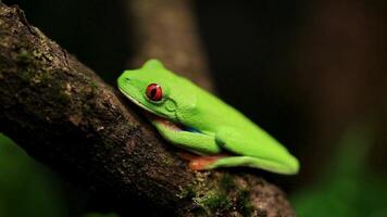 grenouille dans ses Naturel habitat video