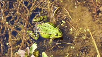 frog in its natural habitat video