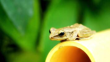 grenouille dans ses Naturel habitat video