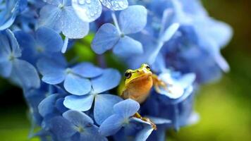 grenouille dans ses Naturel habitat video