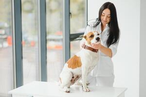 hembra veterinario en animal clínica con veterinario, curación mascota. foto