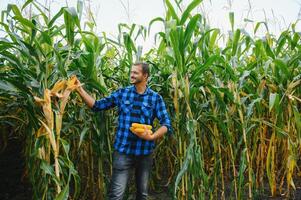 A farmer checks the tall corn crop before harvesting. Agronomist in the field photo