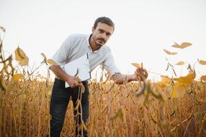 agrónomo inspecciona haba de soja cosecha en agrícola campo - agro concepto - granjero en haba de soja plantación en granja. foto