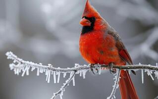 ai generado un brillante rojo cardenal descansa en un hielo saburral rama foto