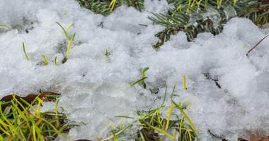 macro espaço de tempo tiro do brilhante Derretendo neve partículas girando para dentro líquido água e revelação ramo Natal árvore, pinho cone e verde grama. mudança do estação a partir de inverno para Primavera dentro a floresta. video