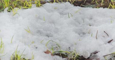 Makro Zeitraffer Schuss von glänzend schmelzen Schnee Partikel drehen in Flüssigkeit Wasser und Enthüllung Ast Weihnachten Baum, Kiefer Kegel und Grün Gras. Veränderung von Jahreszeit von Winter zu Frühling im das Wald. video