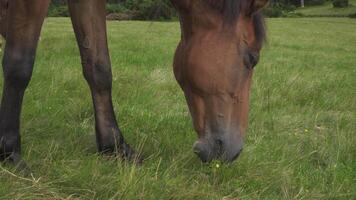 a baía cavalo roça em terras altas pastagens. doméstico Fazenda eqüino mamíferos pastar dentro verde Campos. fechar-se video