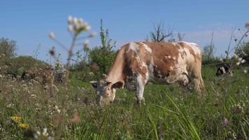 The cow is grazing in the pasture. Close-up. video