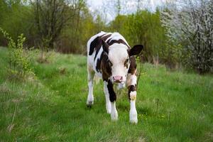 Summer baby cow grazing landscapes. Funny small cow walking on the grass. photo