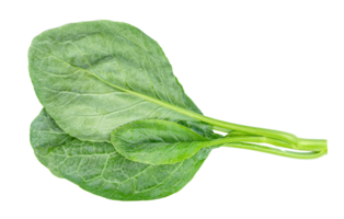 Chinese kale isolated ,Green leaves of collards pattern png