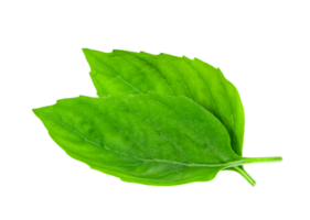 feuille Frais basilic isolé png