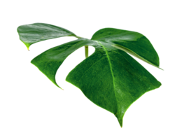 vert feuilles modèle ,feuille monstera avec l'eau laissez tomber isolé png