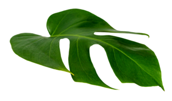 monstera leaf isolate ,green leaves pattern png