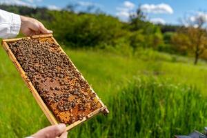 Wooden honey frame holding in hands. Beekeeper holding a honeycomb full of bees. photo