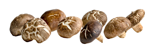 Shiitake Mushrooms isolated png