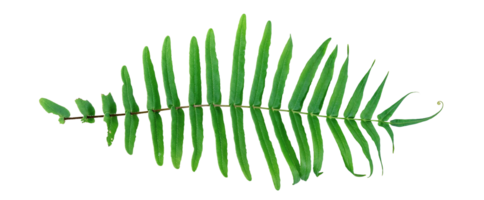 groen bladeren patroon ,blad varen geïsoleerd png