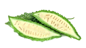 Bitter gourd or Bitter melon or Momordica charantia isolated png