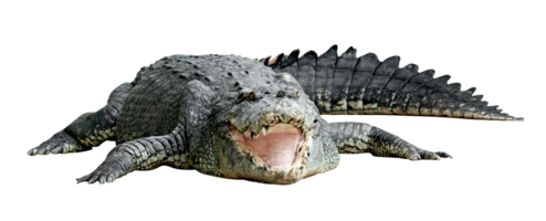 Crocodile opens its mouth isolated png