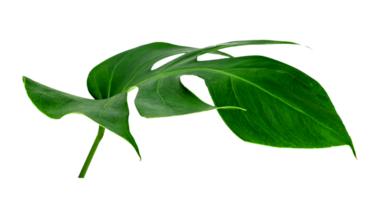 Green leaves pattern ,leaf monstera isolated png