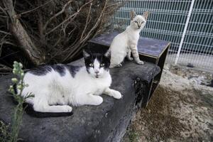 abandonado y triste gato foto