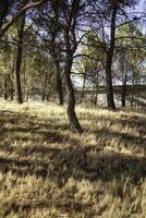 Pine trees in a forest photo