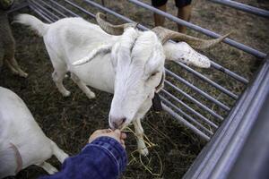 Goat on a farm photo
