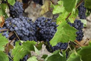 Fresh grapes in a vineyard photo