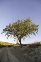 árbol solitario en el bosque foto