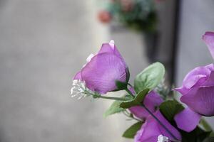 Rose in a cemetery photo