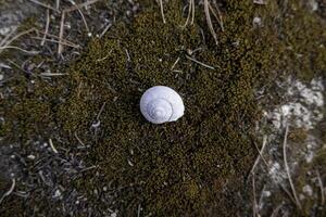 caracol en el bosque foto