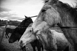 caballos comiendo zanahorias foto