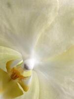 Orchid flower. Floral background for greeting card photo