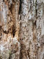 Weathered old wood. Texture of aged rotten wood. Vintage wood background photo