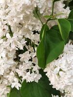 White lilac. White lilac flowers. Floral background with white lilacs for a postcard photo