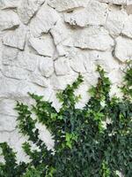 Climbing plant. Climbing green plant on a white stone wall photo