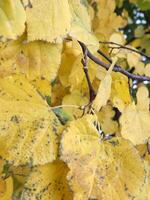 Autumn yellowed foliage. Background of yellow leaves. Yellow leaves on a tree branch photo