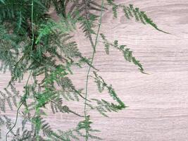 Small leafed green plant on wood background photo
