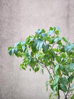 Screen saver with a green branch of lilac. Lilac bush against the background of a wall photo