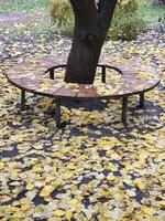 redondo banco alrededor un árbol. otoño paisaje. banco en el parque foto