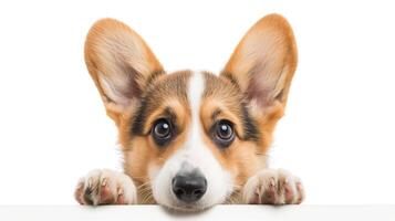 AI generated Cute Welsh Corgi Pembroke puppy peeking, isolated on white. photo