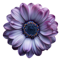 AI generated flower png top view. flower flat lay png. spring time flower isolated