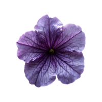 ai gerado roxa petúnia flor png. roxa flor isolado. petúnia topo Visão png. petúnia flor plano deitar png. horário de verão flor png